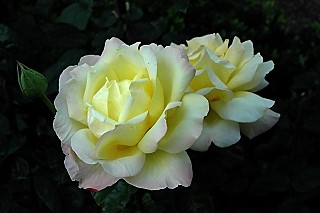 Rose Garden Bamberg Residenz