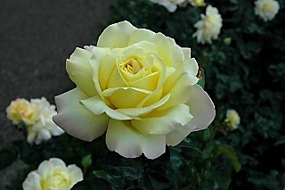 Rose Garden Bamberg Residenz