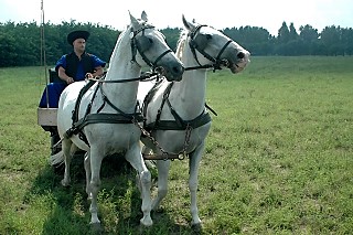 Hungarian cowboys
