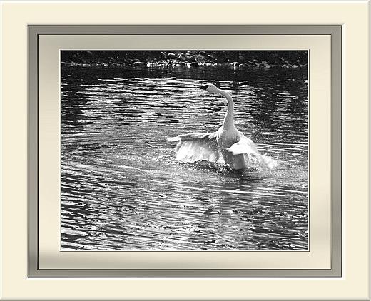 F_Swan