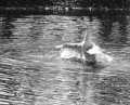 tn_Swan-1