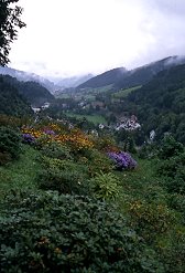 rhine290