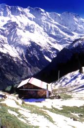 415swiss