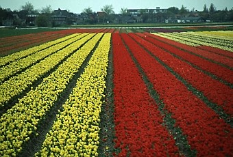 Keukenhof Gardens