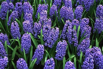 Keukenhof Gardens
