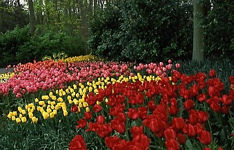 Keukenhof Gardens
