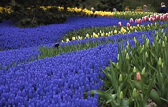 Keukenhof Gardens