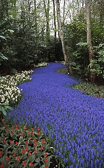 Keukenhof Gardens