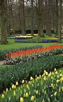 Keukenhof Gardens